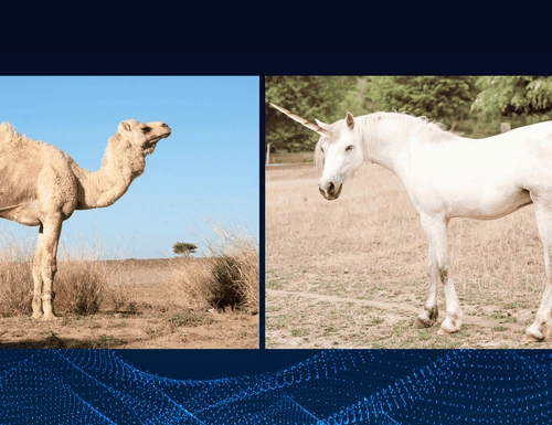 Bukan Lagi Unicorn: Bangun Startup Tahan Banting ala ‘Unta’